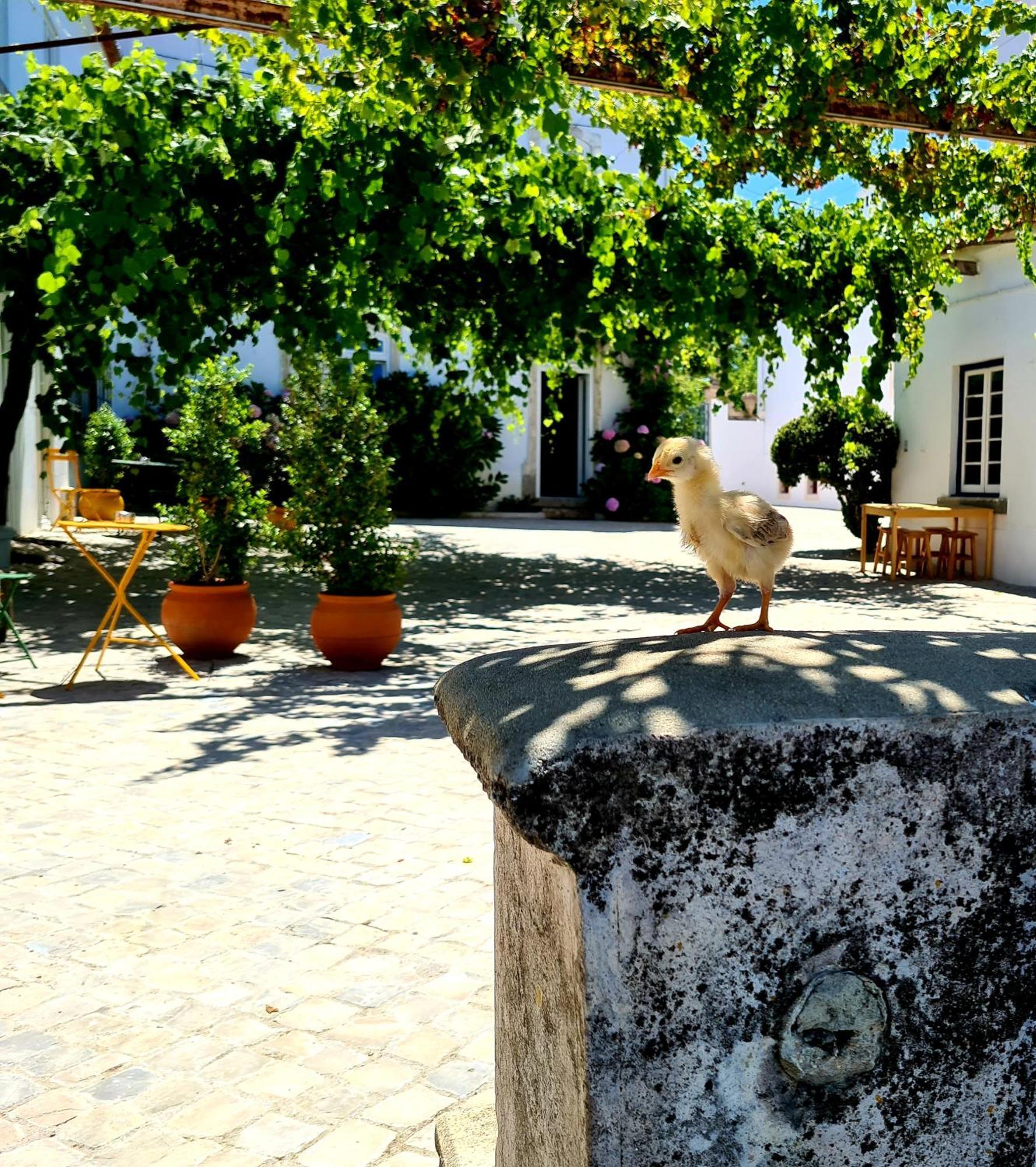 Oryza Guest House& Suites Coimbra Dış mekan fotoğraf